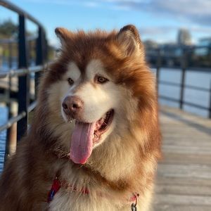 Meet your Posher, Kadie